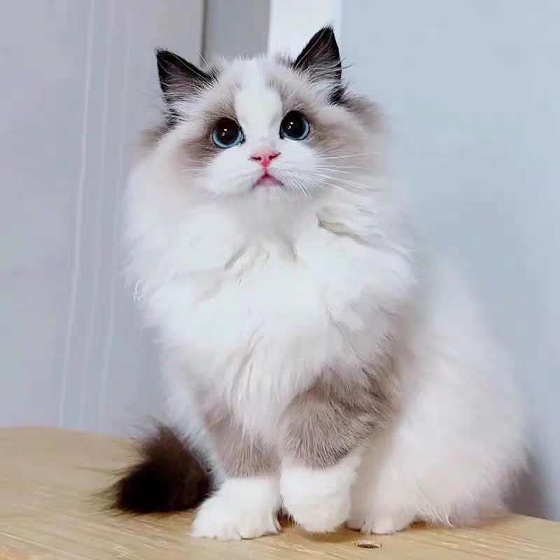 猫舍直销批发价格出售布偶猫